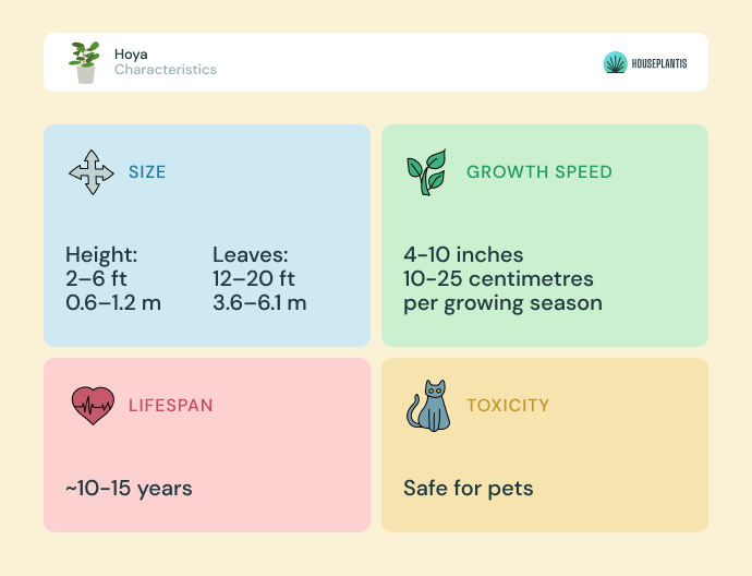 Hoya - size, lifespan, toxicity, growth speed (infographics)