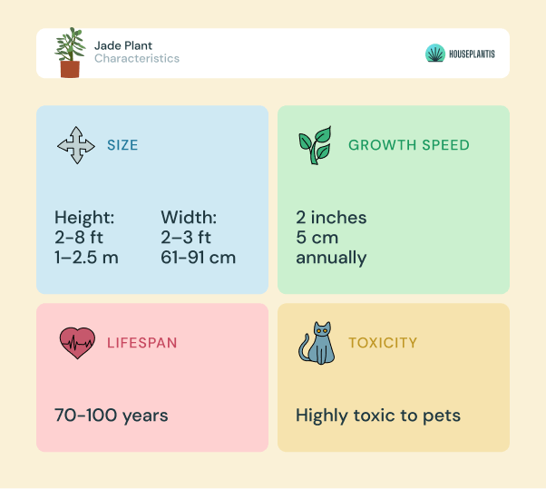Jade plant - size, lifespan, toxicity, growth speed (infographics)