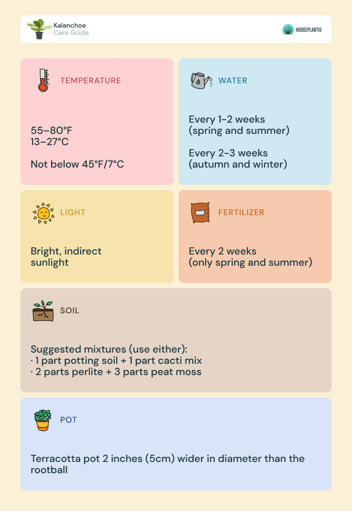 Kalanchoe - care, water, light, soil, pot, temperature, fertilizer (infographics)