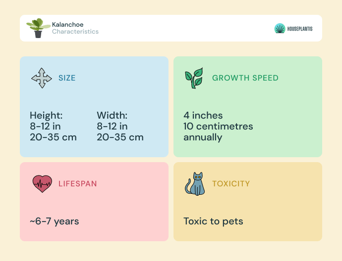 Kalanchoe plant - size, lifespan, toxicity, growth speed (infographics)