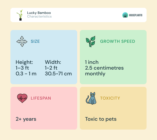 Lucky Bamboo - size, lifespan, toxicity, growth speed (infographics)