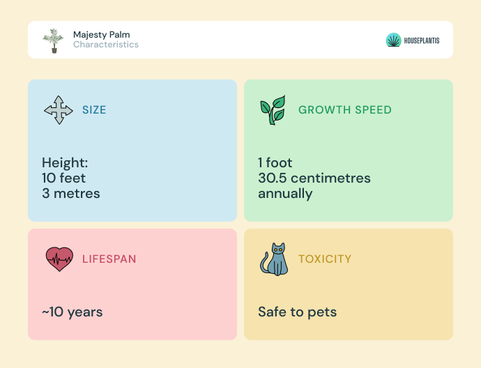 Majesty palm - size, lifespan, toxicity, growth speed (infographics)