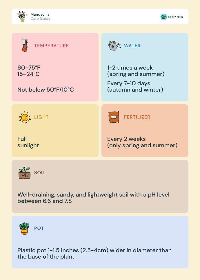 Mandevilla - care, water, light, soil, pot, temperature, fertilizer (infographics)