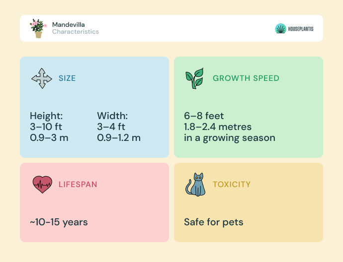 Mandevilla - size, lifespan, toxicity, growth speed (infographics)