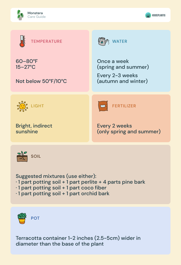 Monstera - care, water, light, soil, pot, temperature, fertilizer (infographics)