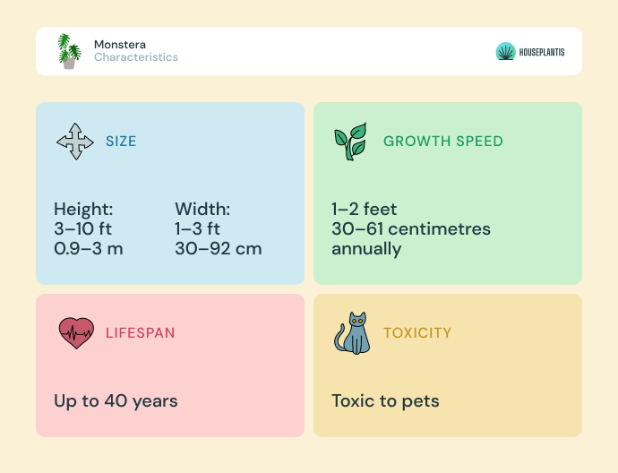 Monstera - size, lifespan, toxicity, growth speed (infographics)