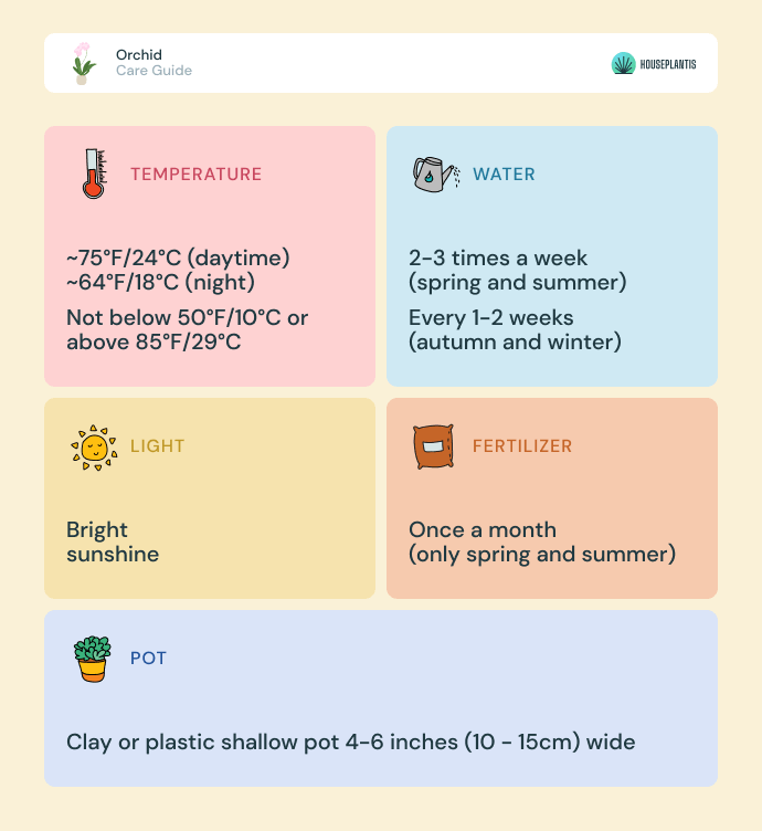 Orchid - care, water, light, pot, temperature, fertilizer (infographics)