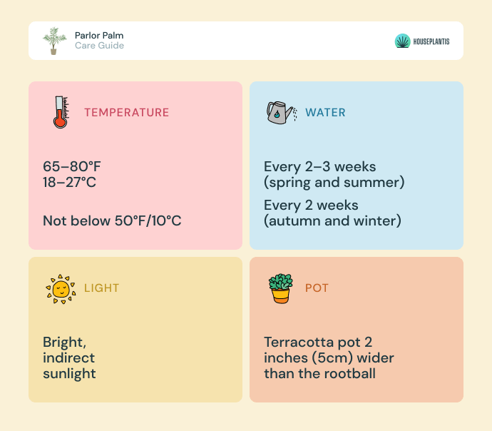 Parlor palm - care, water, light, pot, temperature (infographics)