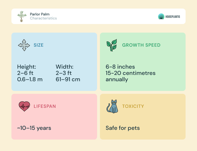 Parlor palm - size, lifespan, toxicity, growth speed (infographics)