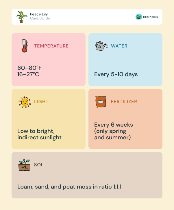 Peace Lily - care, water, sunlight, soil, temperature, fertilizer (infographics)