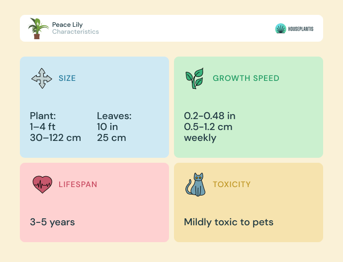 Peace Lily - size, lifespan, toxicity, growth speed (infographics)