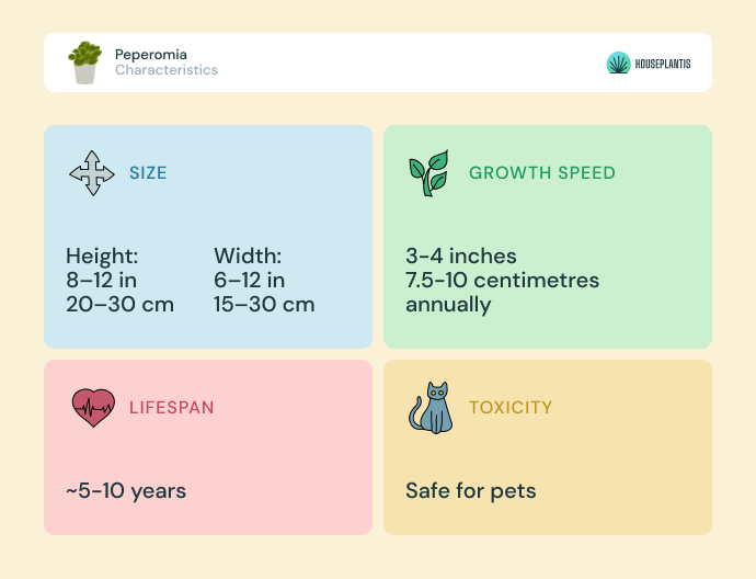 Peperomia - size, lifespan, toxicity, growth speed (infographics)