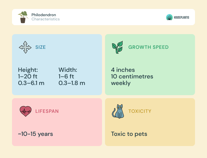 Philodendron - size, lifespan, toxicity, growth speed (infographics)