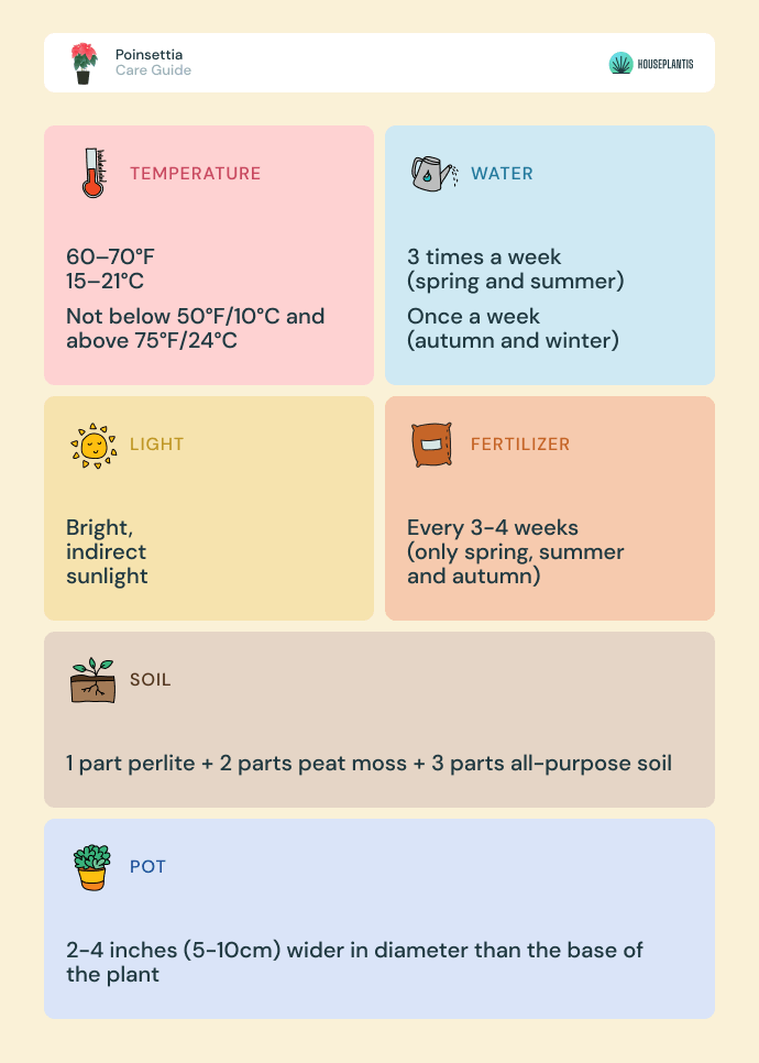 Poinsettia - care, water, light, soil, pot, temperature, fertilizer (infographics)