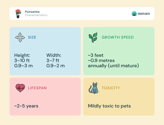 Poinsettia - size, lifespan, toxicity, growth speed (infographics)