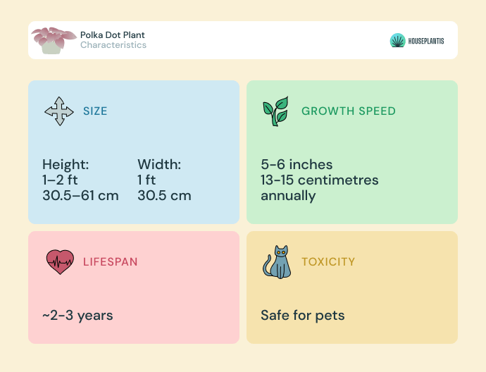 Polka dot plant - size, lifespan, toxicity, growth speed (infographics)