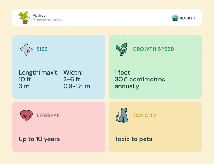 Pothos - size, lifespan, toxicity, growth speed (infographics)