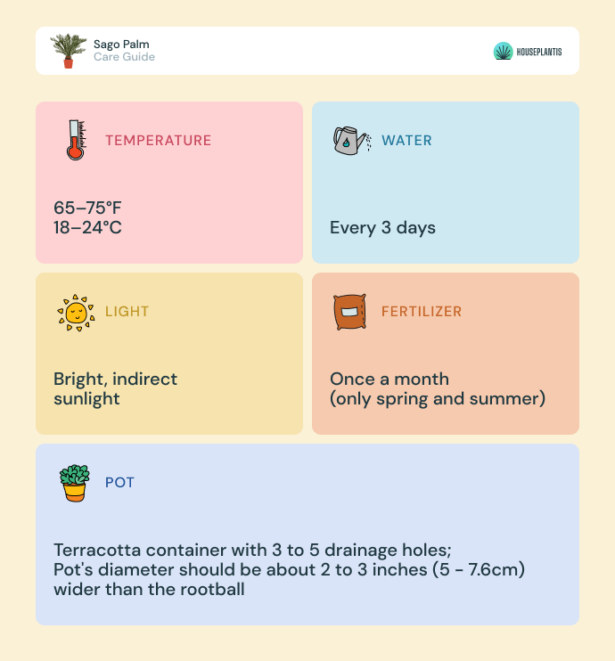 Sago palm - care, water, light, pot, temperature, fertilizer (infographics)