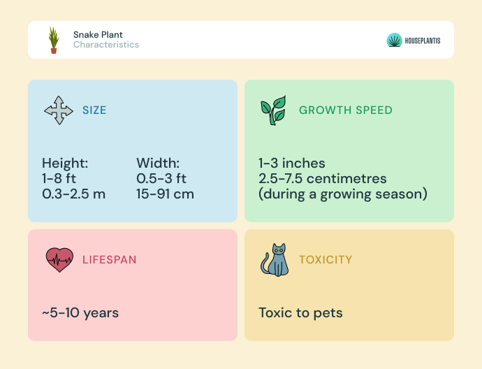 Snake plant - size, lifespan, toxicity, growth speed (infographics)