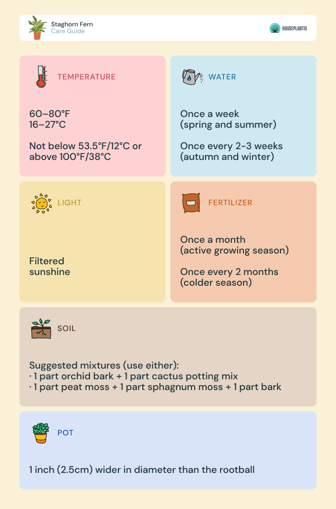 Staghorn fern - care, water, light, soil, pot, temperature, fertilizer (infographics)