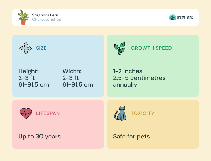 Staghorn fern - size, lifespan, toxicity, growth speed (infographics)