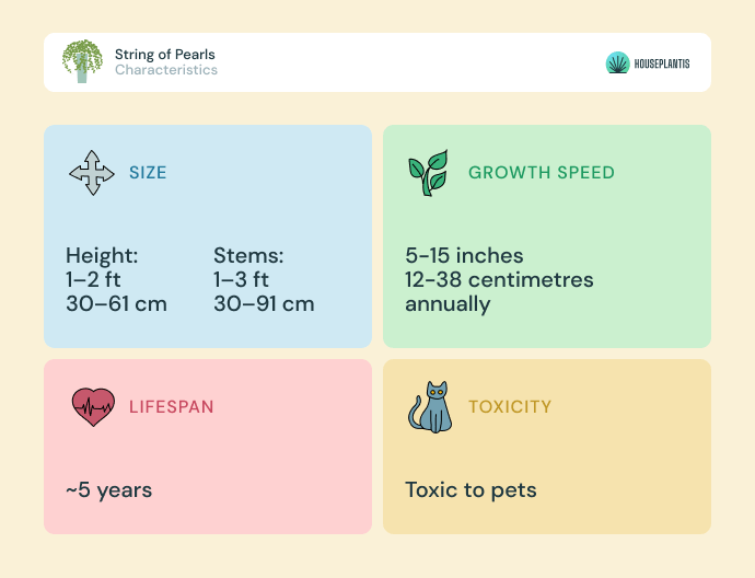 String of pearls - size, lifespan, toxicity, growth speed (infographics)