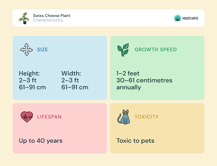 Swiss cheese plant - size, lifespan, toxicity, growth speed (infographics)