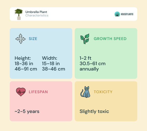 Umbrella plant - size, lifespan, toxicity, growth speed (infographics)