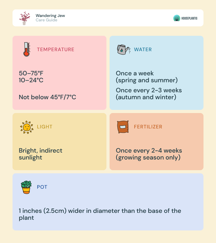 Wandering Jew - care, water, light, pot, temperature, fertilizer (infographics)