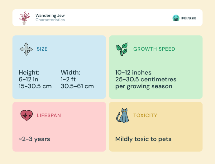 Wandering Jew - size, lifespan, toxicity, growth speed (infographics)