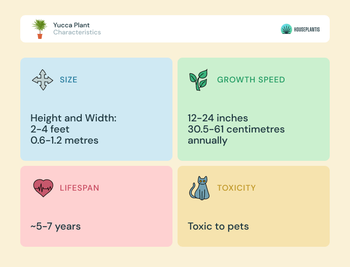 Yucca plant - size, lifespan, toxicity, growth speed (infographics)