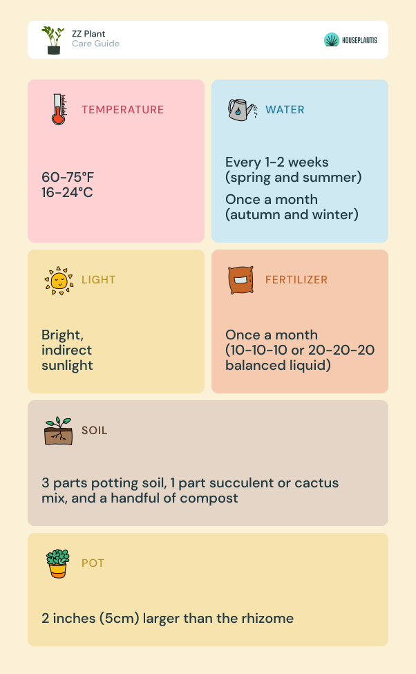 ZZ plant - care, water, sunlight, soil, pot, temperature, fertilizer (infographics)