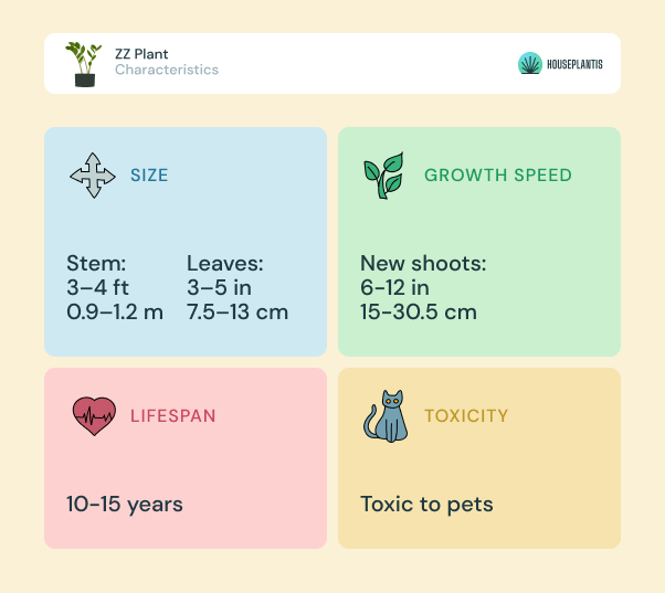 ZZ plant - size, lifespan, toxicity, growth speed (infographics)