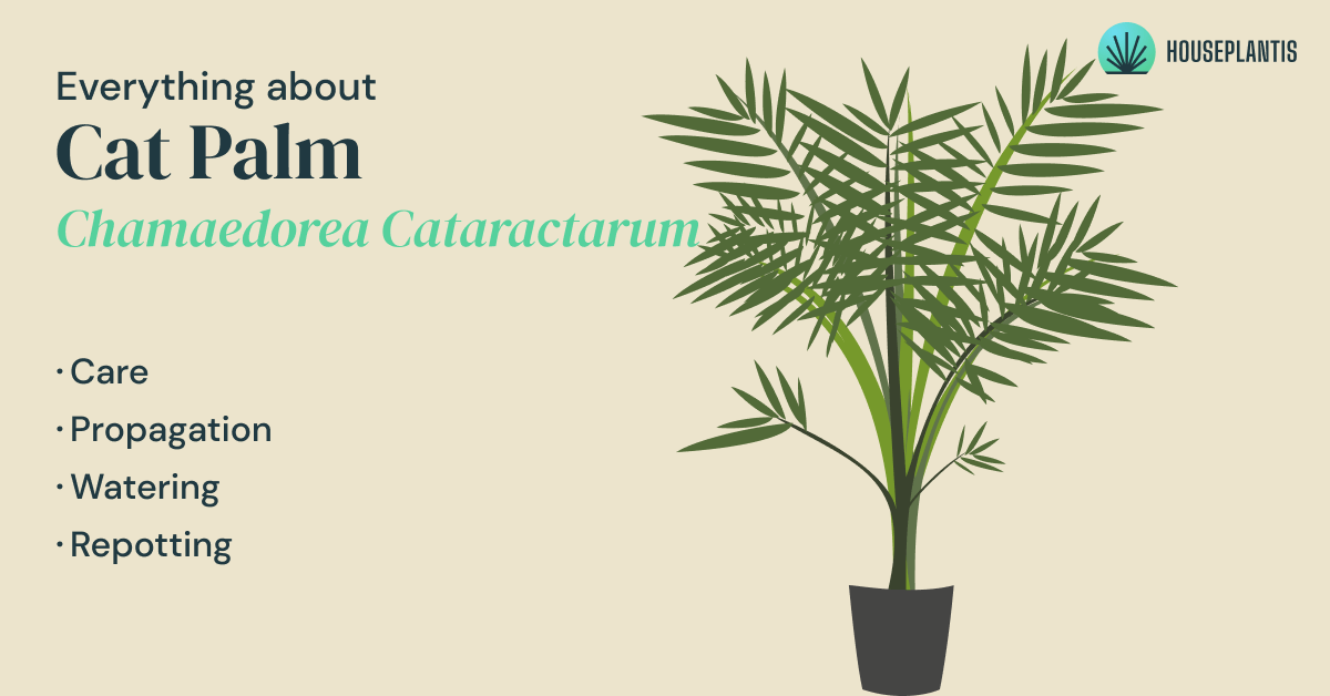 cat-palm-care-propagation-pruning-water-sun-soil-pot