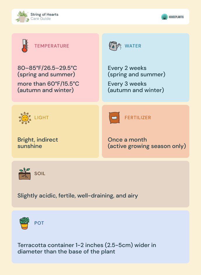 String of hearts - care, water, light, soil, pot, temperature, fertilizer (infographics)