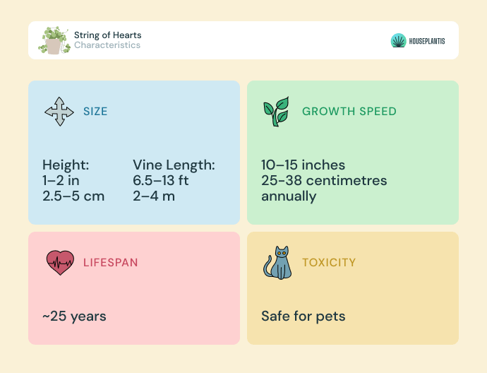 String of hearts - size, lifespan, toxicity, growth speed (infographics)